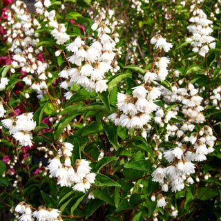 Raublättrige Deutzie 'Plena' (Deutzia scabra)