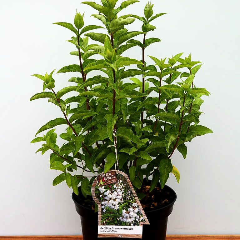 Raublättrige Deutzie 'Plena' (Deutzia scabra)
