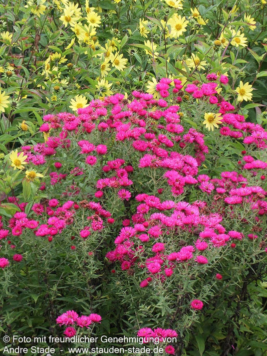 Raublatt-Aster 'Alma Pötschke' (Aster novae-angliae)