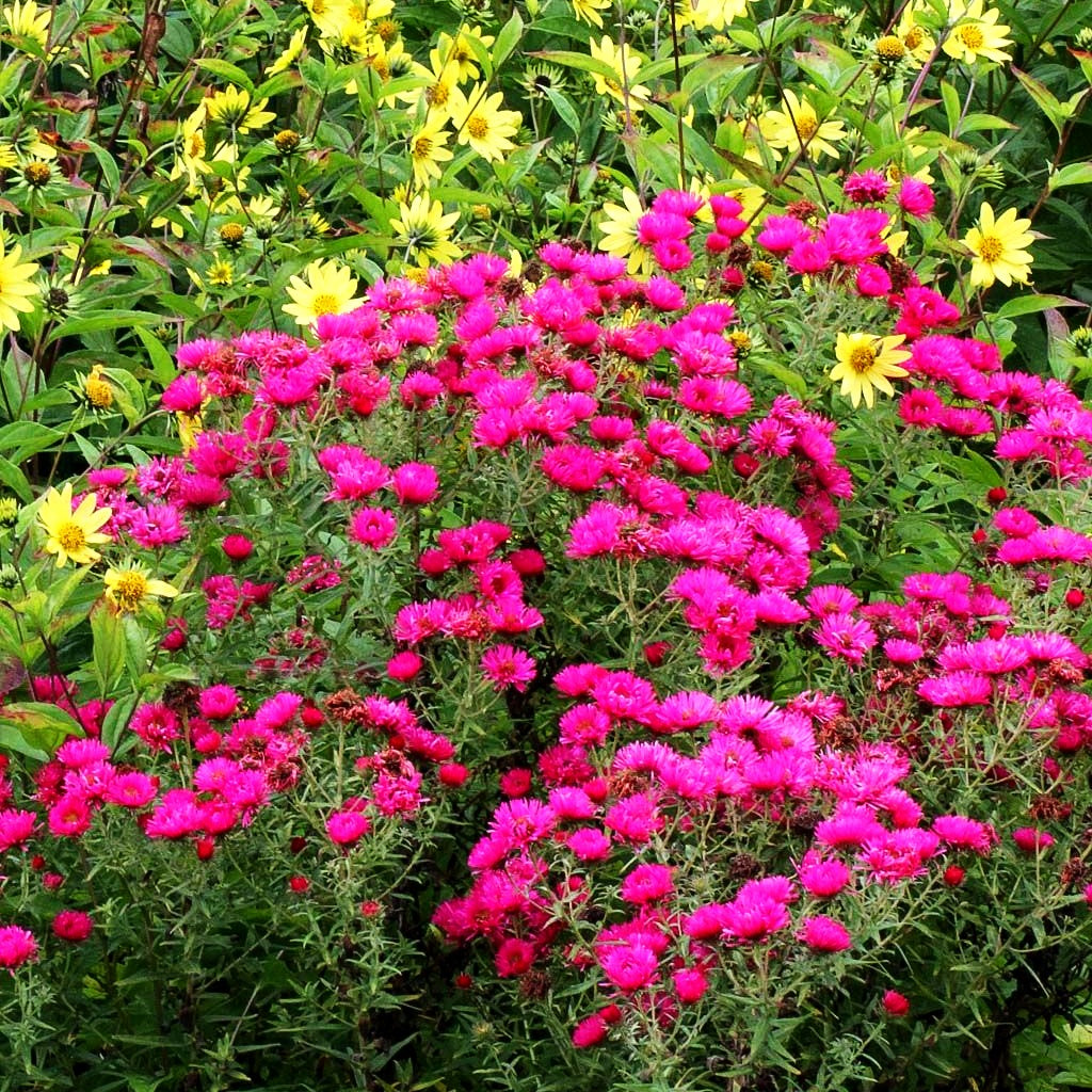 Raublatt-Aster 'Alma Pötschke' (Aster novae-angliae)