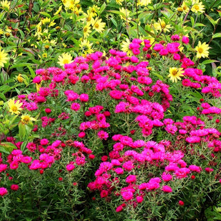 Raublatt-Aster 'Alma Pötschke' (Aster novae-angliae)