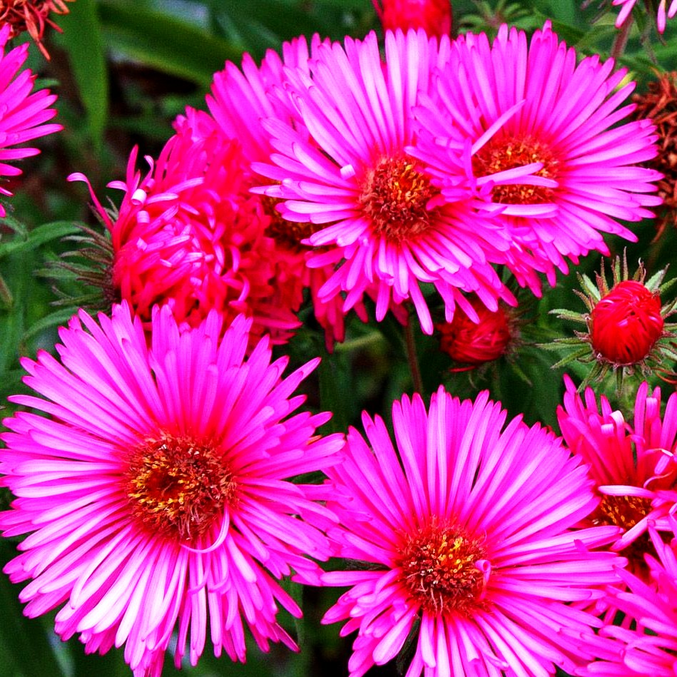 Raublatt-Aster 'Alma Pötschke' (Aster novae-angliae)