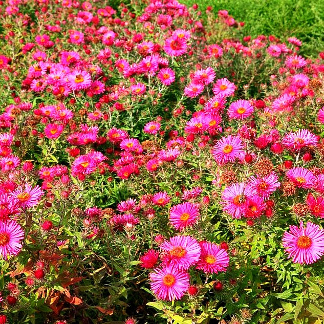 Raublatt-Aster 'Alma Pötschke' (Aster novae-angliae)