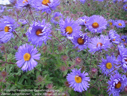Raublatt-Aster 'Barr's Blue' (Aster novae-angliae)