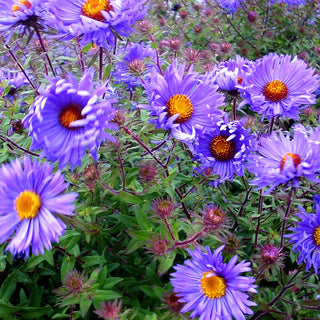 Raublatt-Aster 'Barr's Blue' (Aster novae-angliae)
