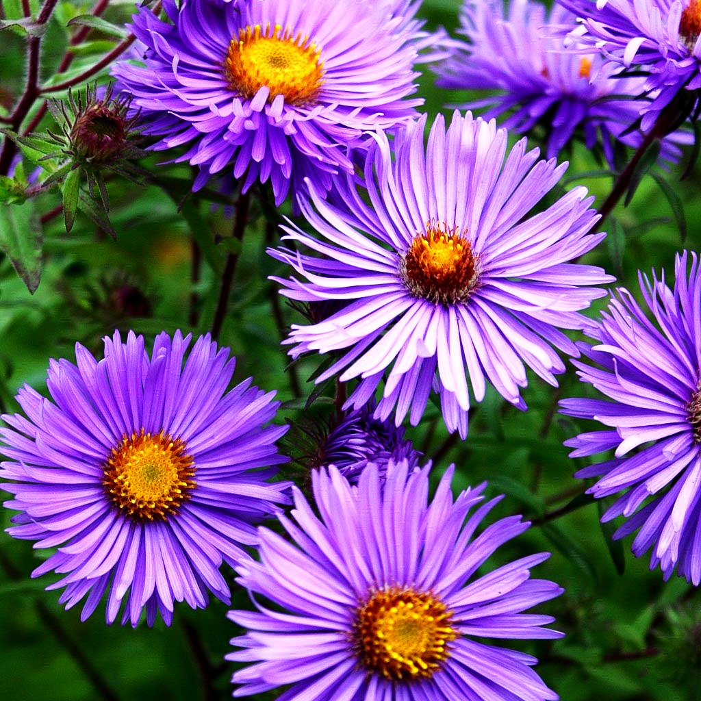 Raublatt-Aster 'Barr's Blue' (Aster novae-angliae)