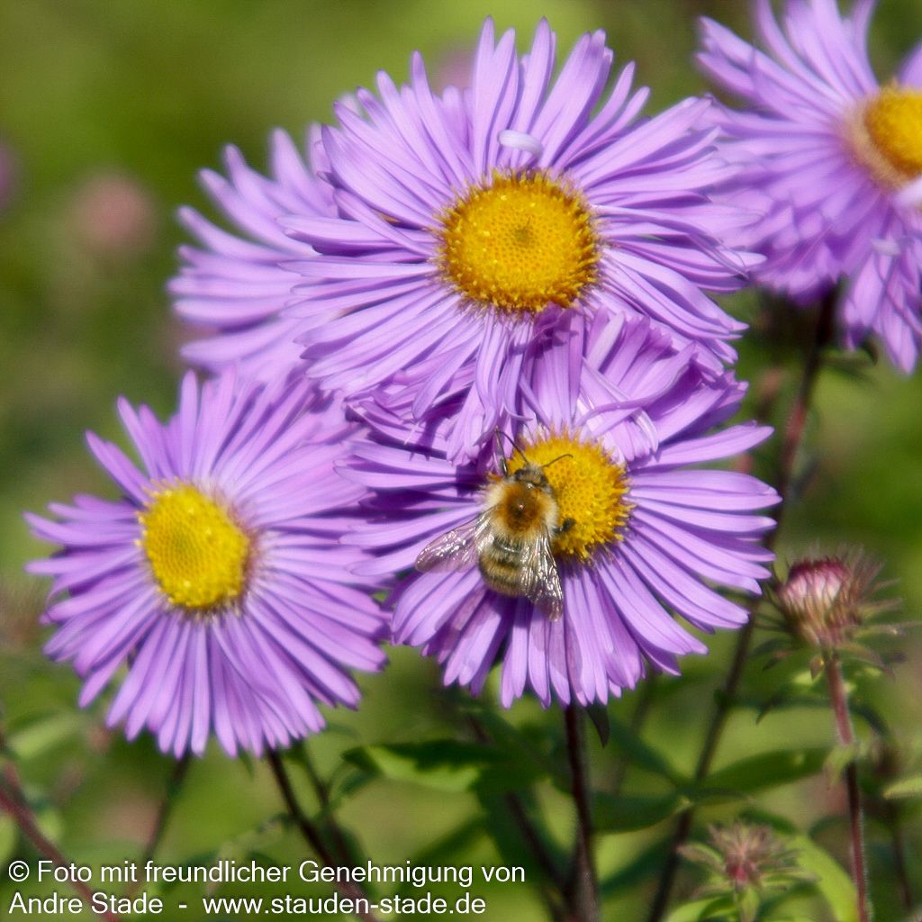 Raublatt-Aster 'Barr's Blue' (Aster novae-angliae)