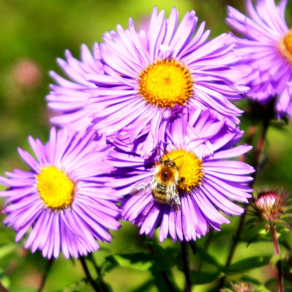 Raublatt-Aster 'Barr's Blue' (Aster novae-angliae)