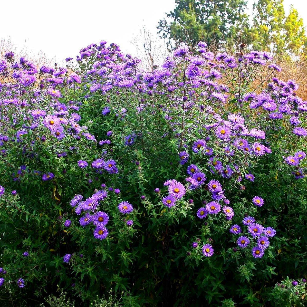 Raublatt-Aster 'Barr's Blue' (Aster novae-angliae)