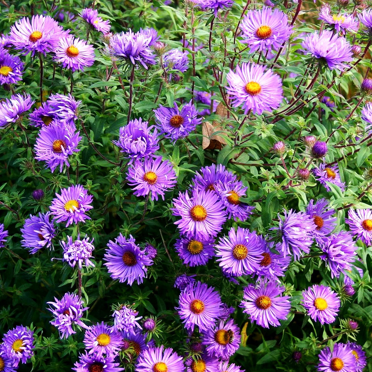 Raublatt-Aster 'Barr's Blue' (Aster novae-angliae)