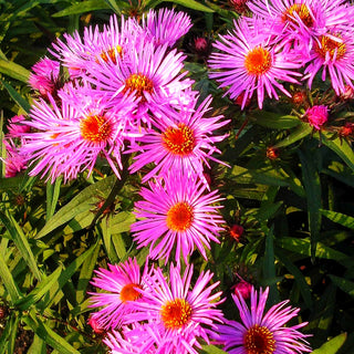 Raublatt-Aster 'Barr's Pink' (Aster novae-angliae)