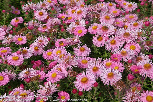 Raublatt-Aster 'Harrington's Pink' (Aster novae-angliae)