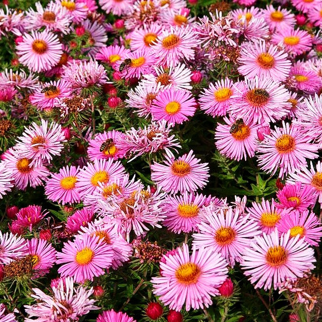 Raublatt-Aster 'Harrington's Pink' (Aster novae-angliae)