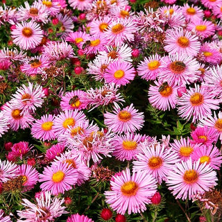 Raublatt-Aster 'Harrington's Pink' (Aster novae-angliae)