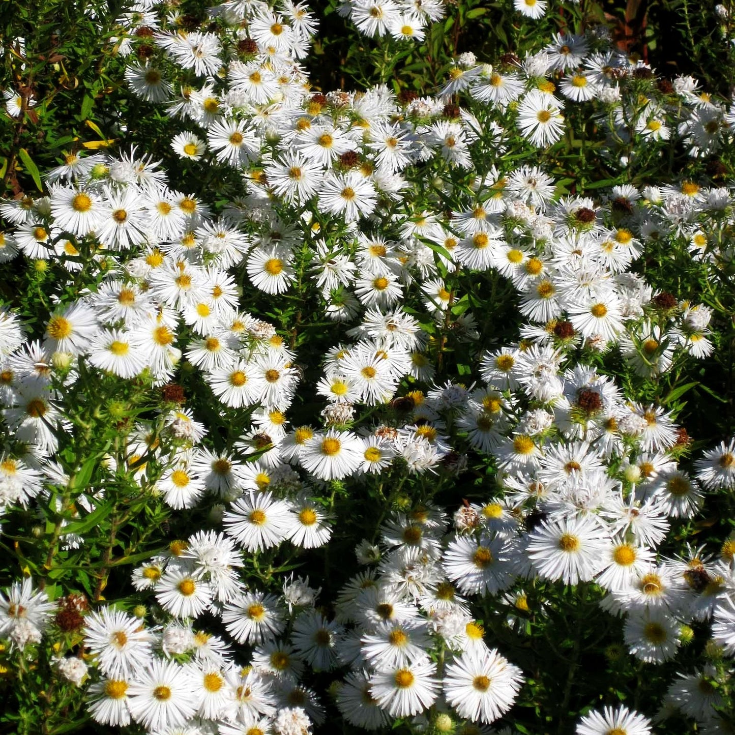 Raublatt-Aster 'Herbstschnee' (Aster novae-angliae)