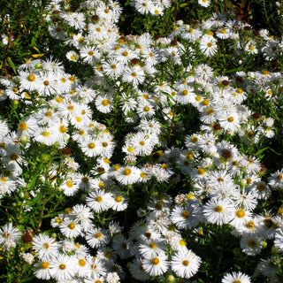 Raublatt-Aster 'Herbstschnee' (Aster novae-angliae)