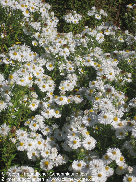 Raublatt-Aster 'Herbstschnee' (Aster novae-angliae)