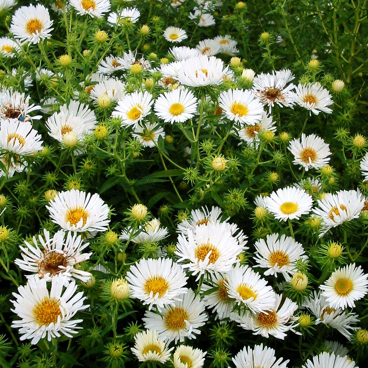 Raublatt-Aster 'Herbstschnee' (Aster novae-angliae)