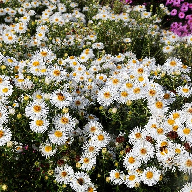 Raublatt-Aster 'Herbstschnee' (Aster novae-angliae)