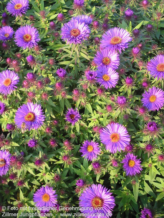 Raublatt-Aster 'Purple Dome' (Aster novae-angliae)