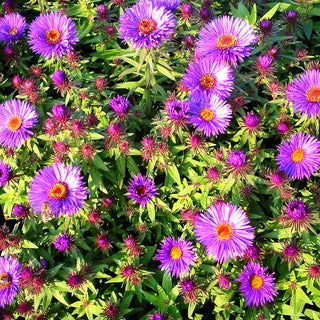 Raublatt-Aster 'Purple Dome' (Aster novae-angliae)