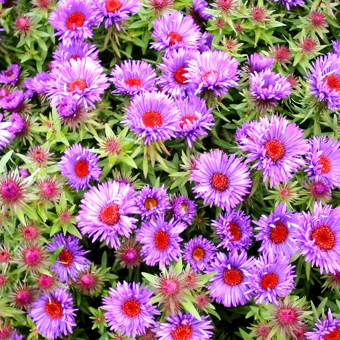Raublatt-Aster 'Purple Dome' (Aster novae-angliae)