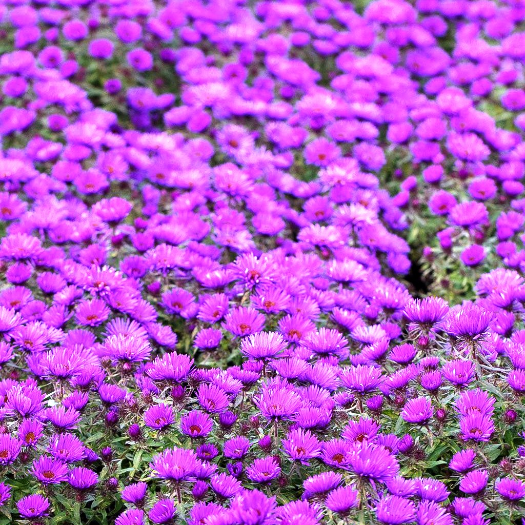 Raublatt-Aster 'Purple Dome' (Aster novae-angliae)