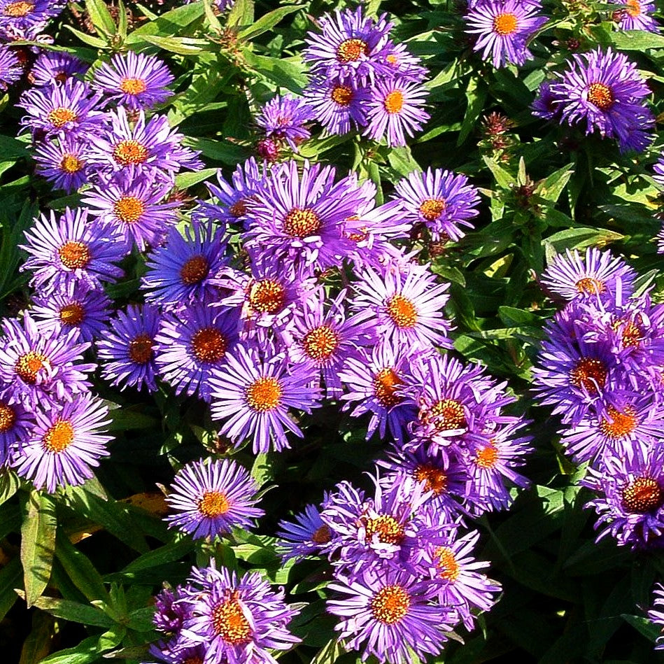 Raublatt-Aster 'Purple Dome' (Aster novae-angliae)