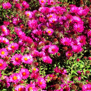 Raublatt-Aster 'Rubinschatz' (Aster novae-angliae)