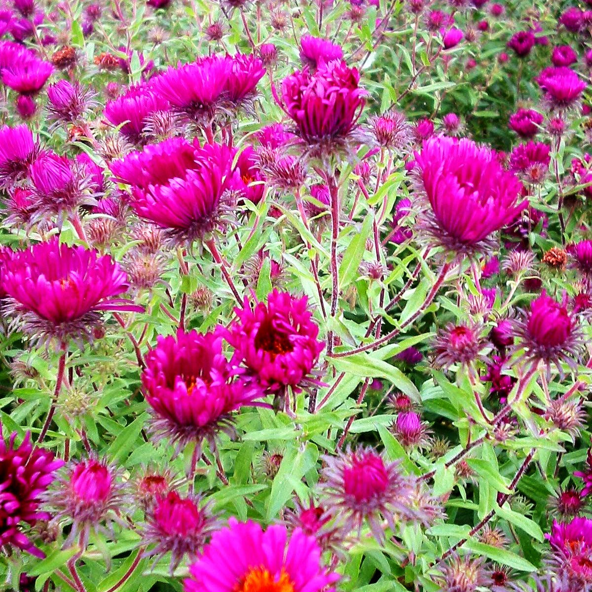 Raublatt-Aster 'Rubinschatz' (Aster novae-angliae)