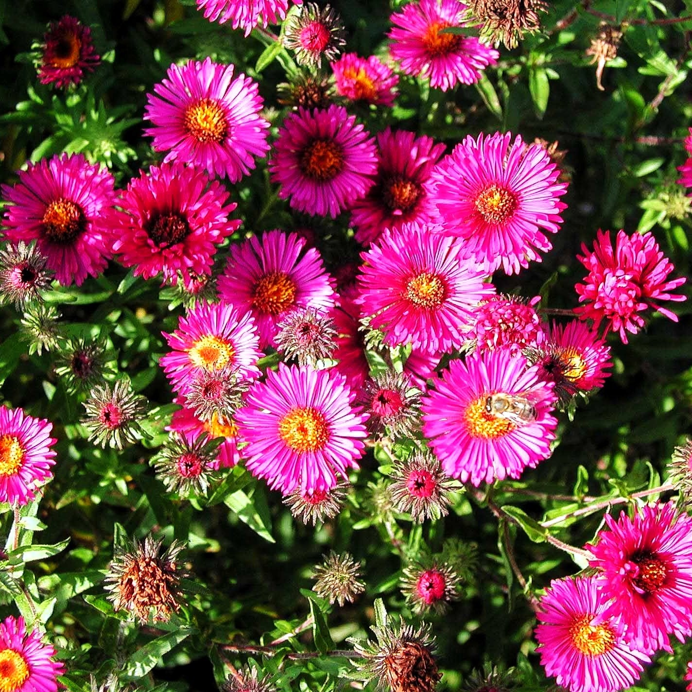 Raublatt-Aster 'Rubinschatz' (Aster novae-angliae)