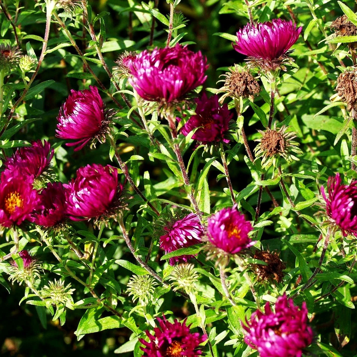 Raublatt-Aster 'Rubinschatz' (Aster novae-angliae)