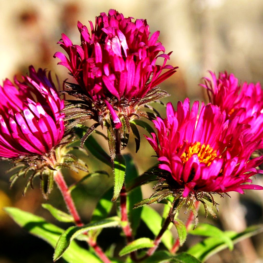 Raublatt-Aster 'Rubinschatz' (Aster novae-angliae)