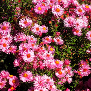 Raublatt-Aster 'Rudelsburg' (Aster novae-angliae)