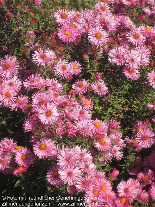 Raublatt-Aster 'Rudelsburg' (Aster novae-angliae)
