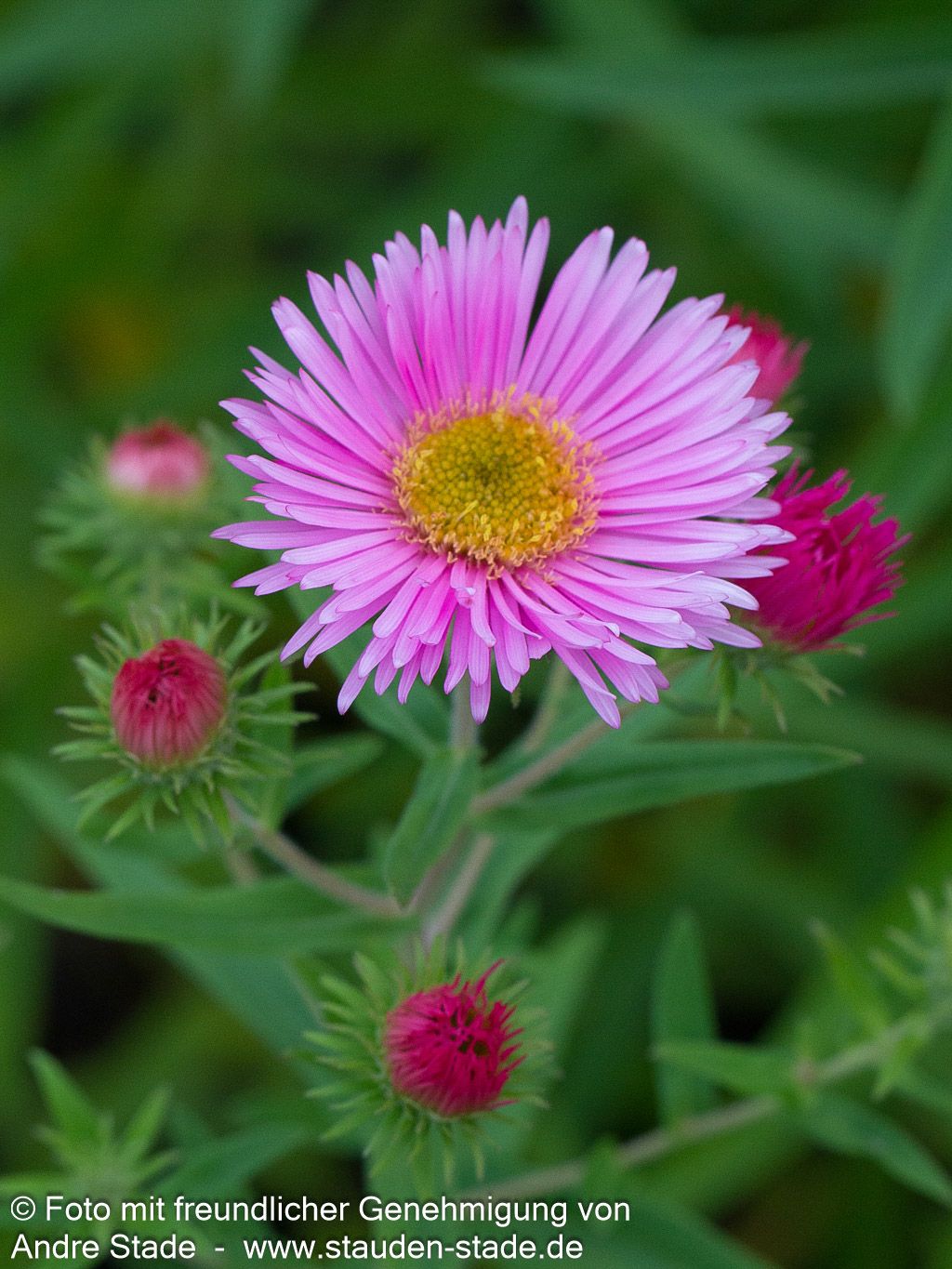 Raublatt-Aster 'Rudelsburg' (Aster novae-angliae)