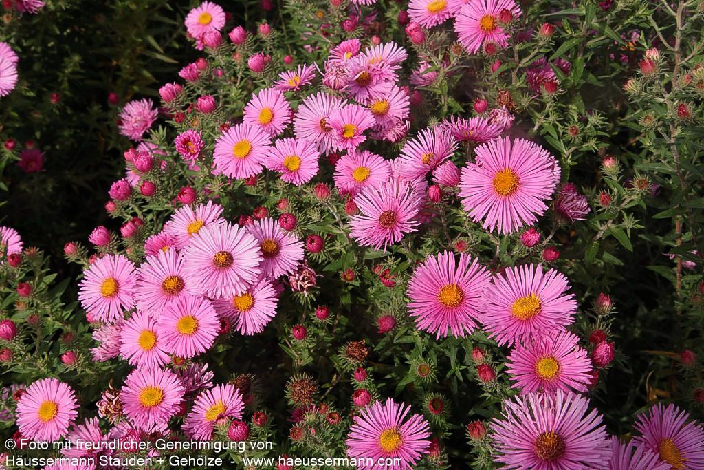 Raublatt-Aster 'Rudelsburg' (Aster novae-angliae)