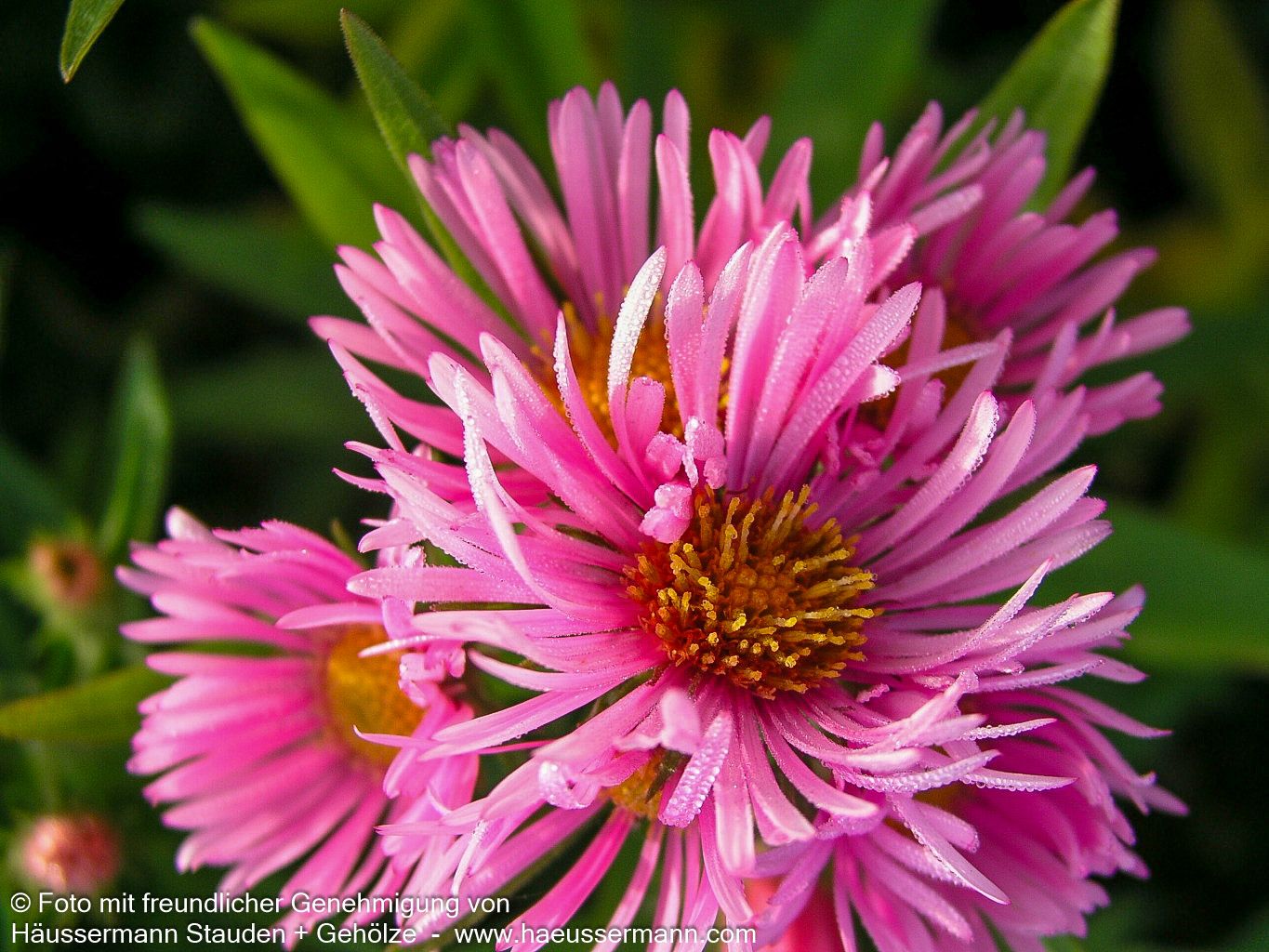 Raublatt-Aster 'Rudelsburg' (Aster novae-angliae)