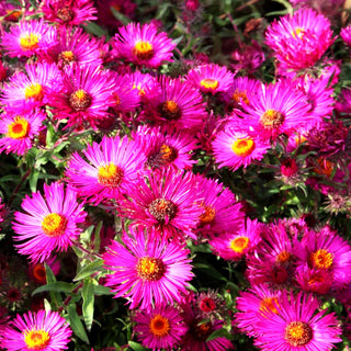 Raublatt-Aster 'Septemberrubin' (Aster novae-angliae)