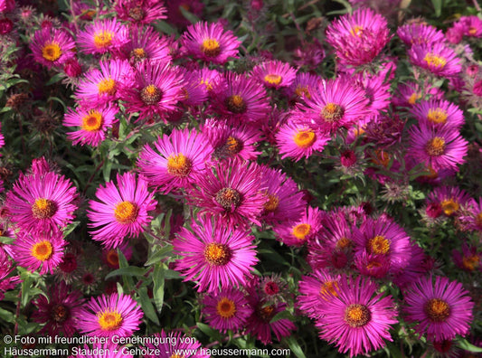 Raublatt-Aster 'Septemberrubin' (Aster novae-angliae)