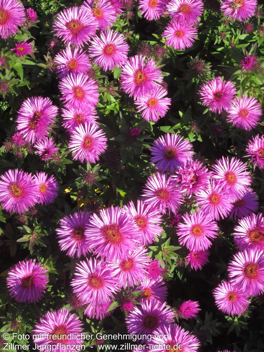 Raublatt-Aster 'Vibrant Dome' (Aster novae-angliae)