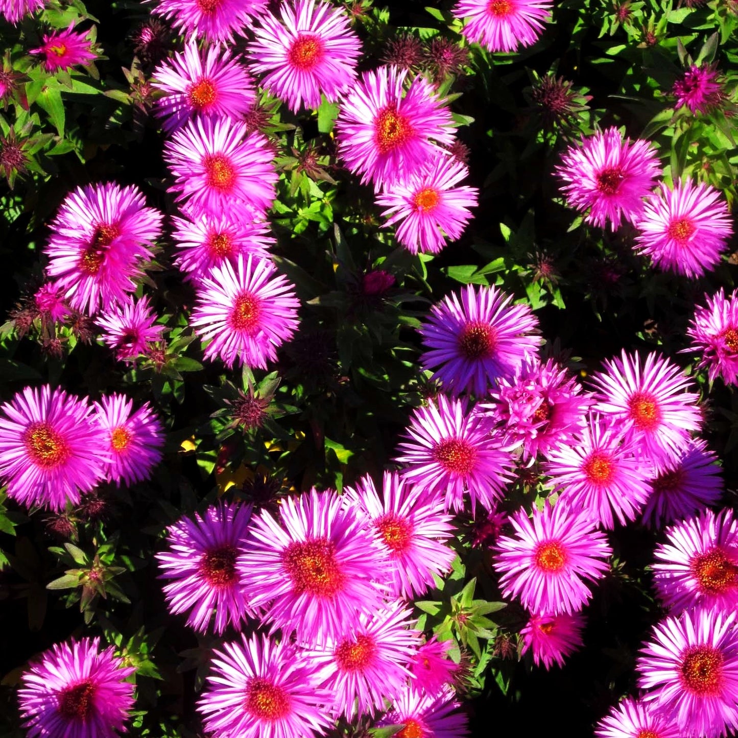 Raublatt-Aster 'Vibrant Dome' (Aster novae-angliae)