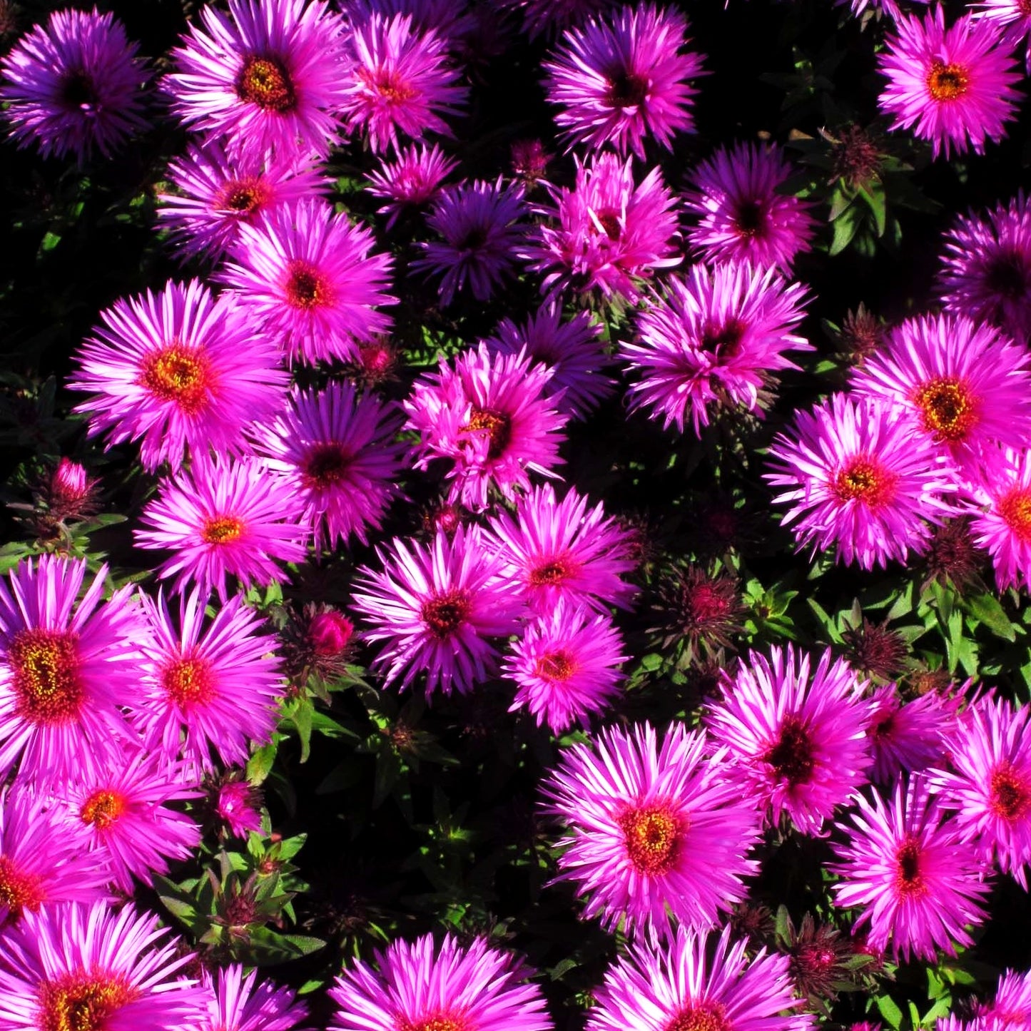 Raublatt-Aster 'Vibrant Dome' (Aster novae-angliae)