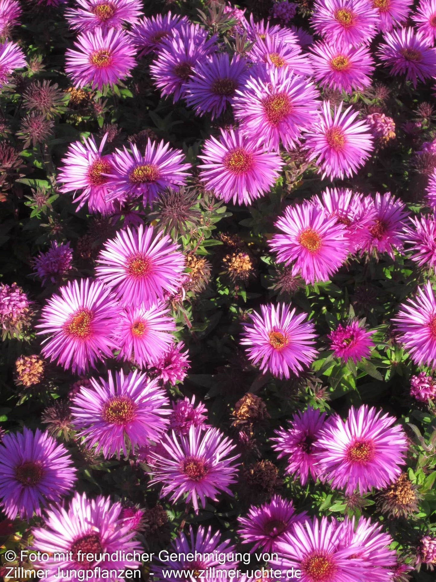 Raublatt-Aster 'Vibrant Dome' (Aster novae-angliae)