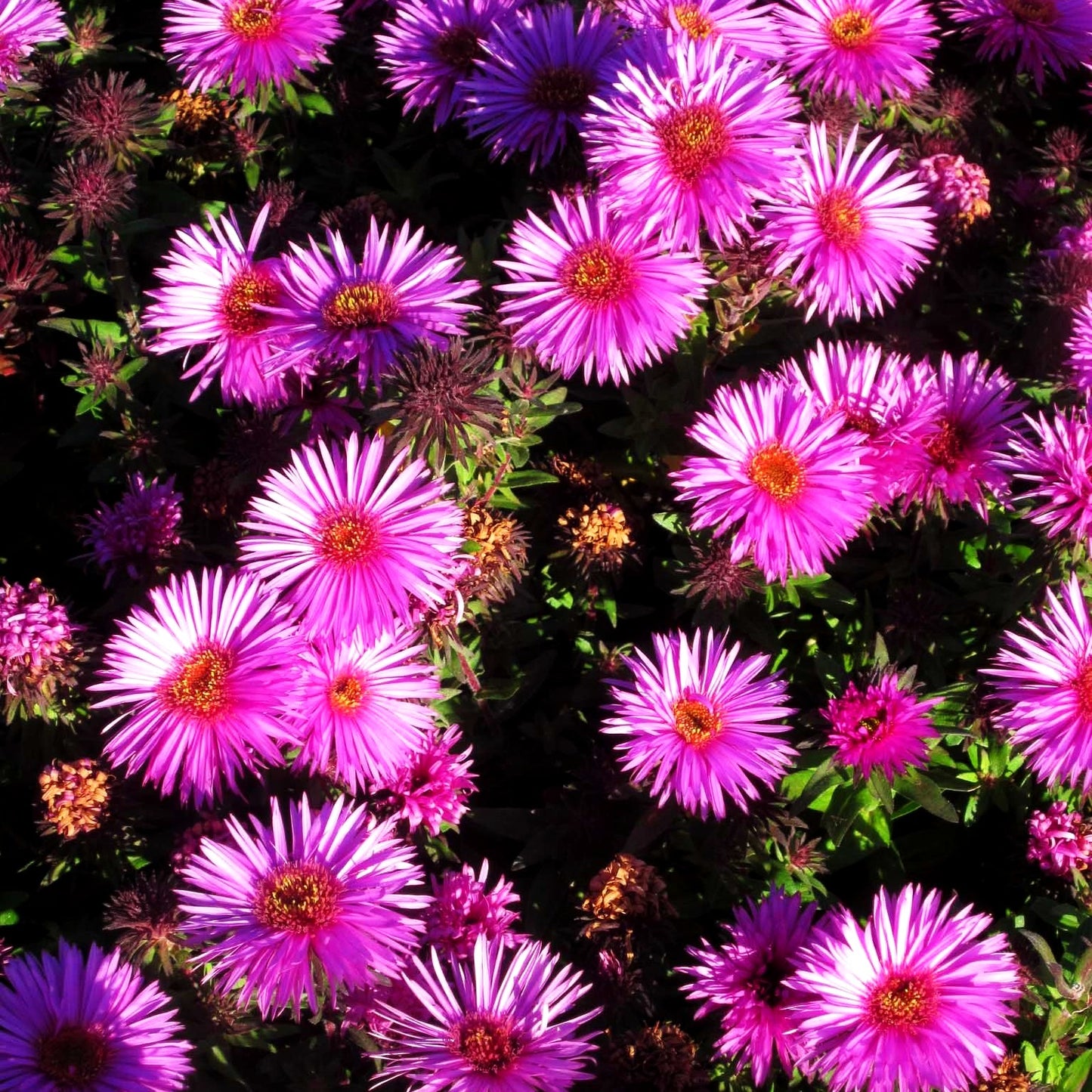 Raublatt-Aster 'Vibrant Dome' (Aster novae-angliae)