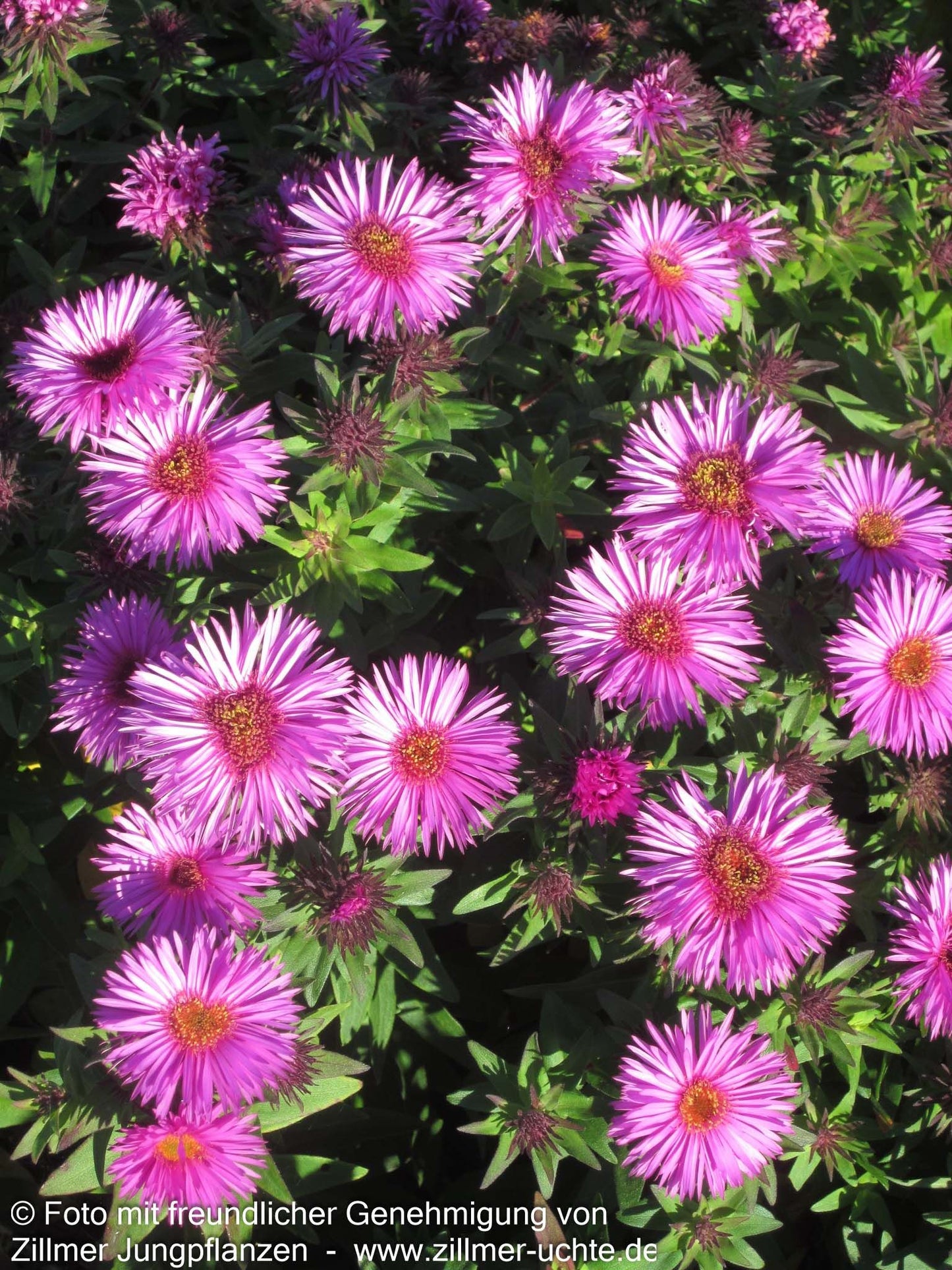 Raublatt-Aster 'Vibrant Dome' (Aster novae-angliae)