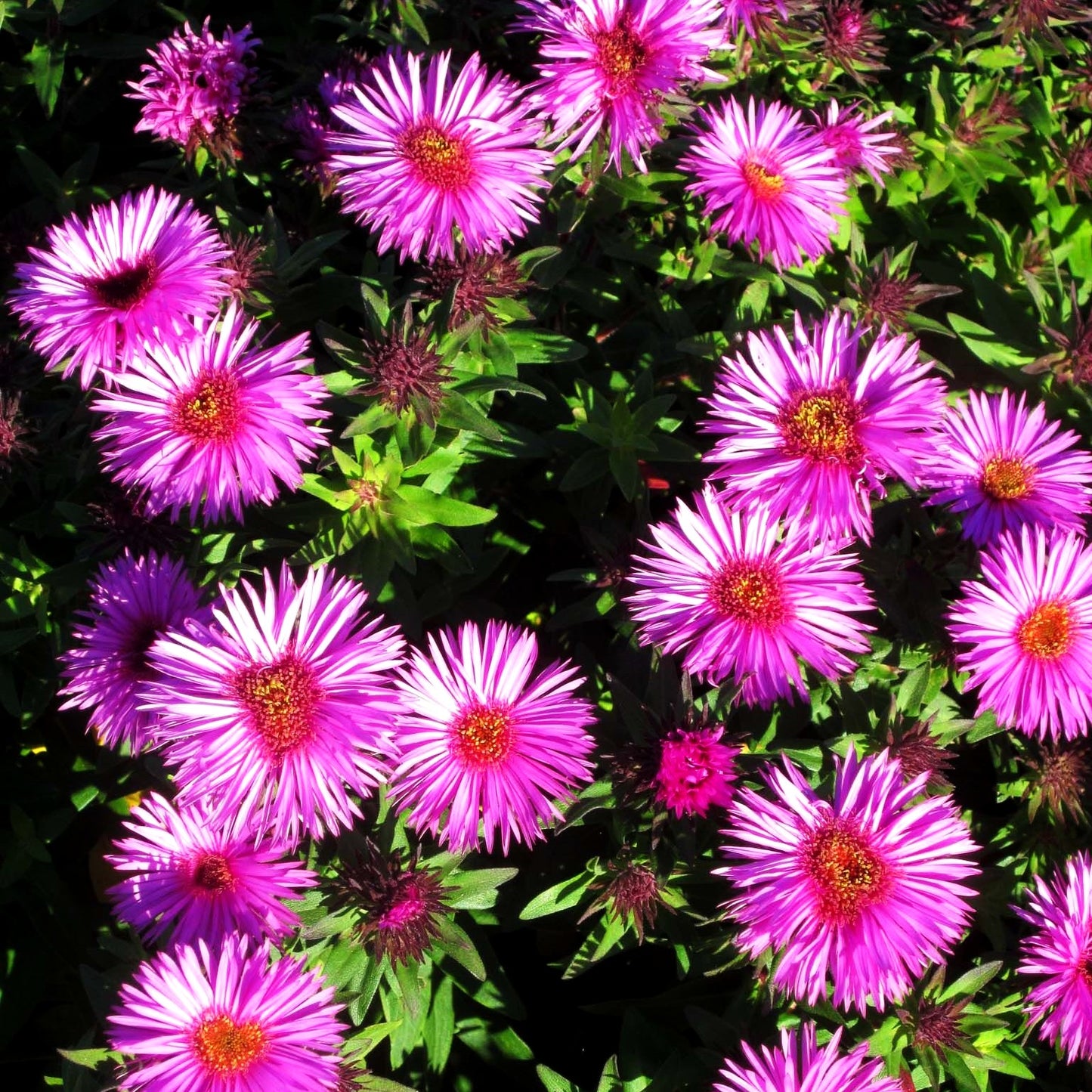 Raublatt-Aster 'Vibrant Dome' (Aster novae-angliae)