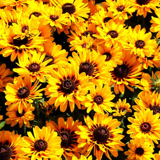 Rauer Sonnenhut 'Giggling SmileyZ' (Rudbeckia hirta)