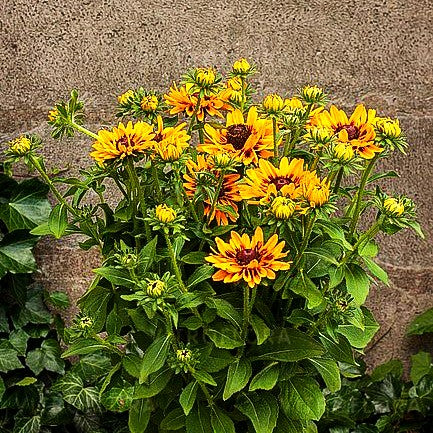 Rauer Sonnenhut 'Giggling SmileyZ' (Rudbeckia hirta)