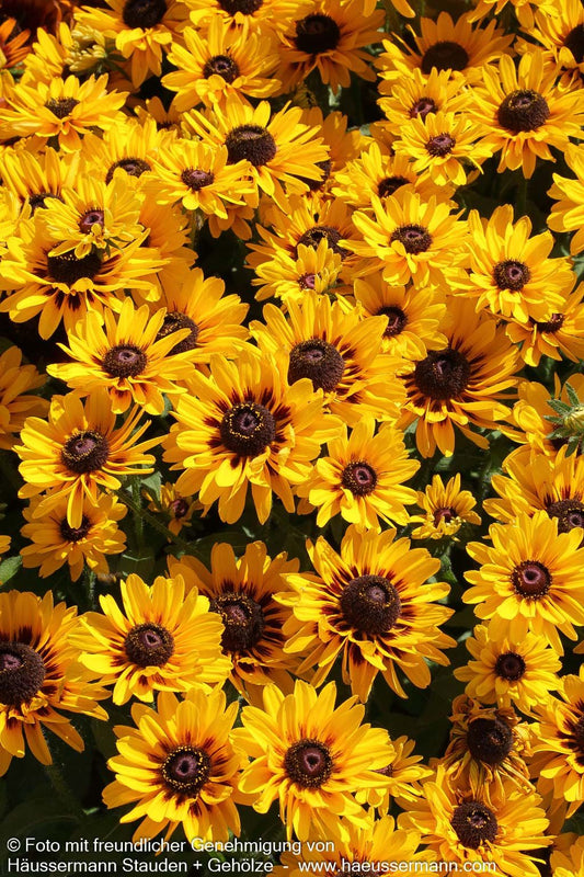 Rauer Sonnenhut 'Giggling SmileyZ' (Rudbeckia hirta)